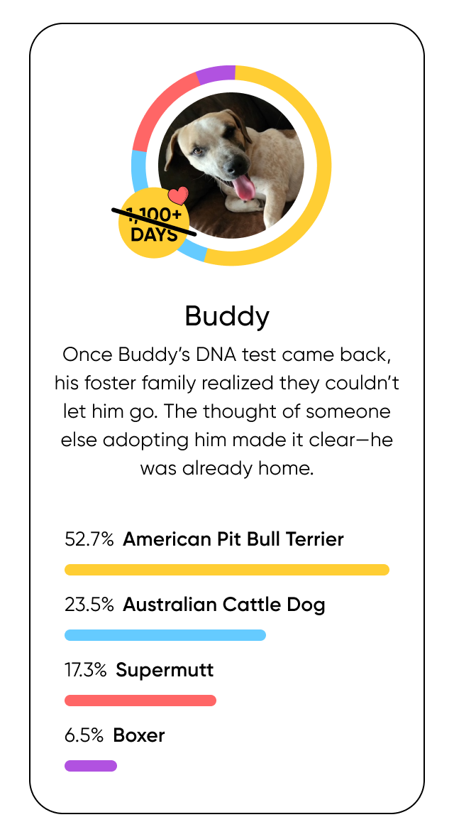 Once Buddy’s DNA test came back, his foster family realized they couldn’t let him go. The thought of someone else adopting him made it clear—he was already home.