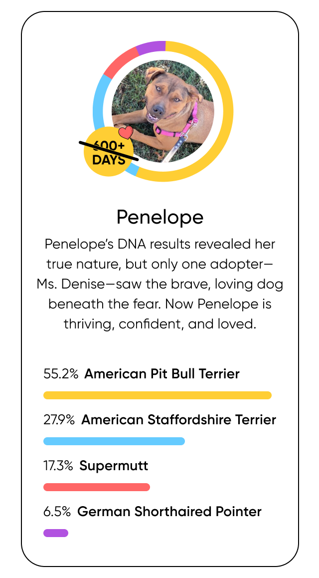 Penelope’s DNA results revealed her true nature, but only one adopter—Ms. Denise—saw the brave, loving dog beneath the fear. Now Penelope is thriving, confident, and loved.