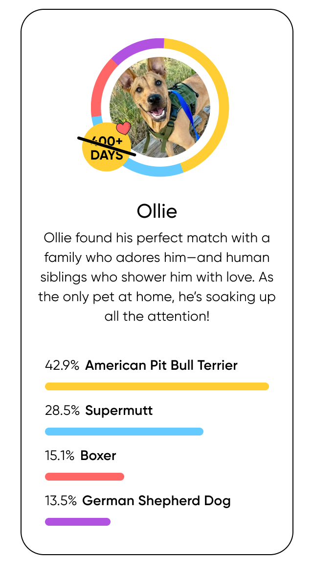 Ollie’s found his perfect match with a family who adores him—and human siblings who shower him with love. As the only pet at home, he’s soaking up all the attention!