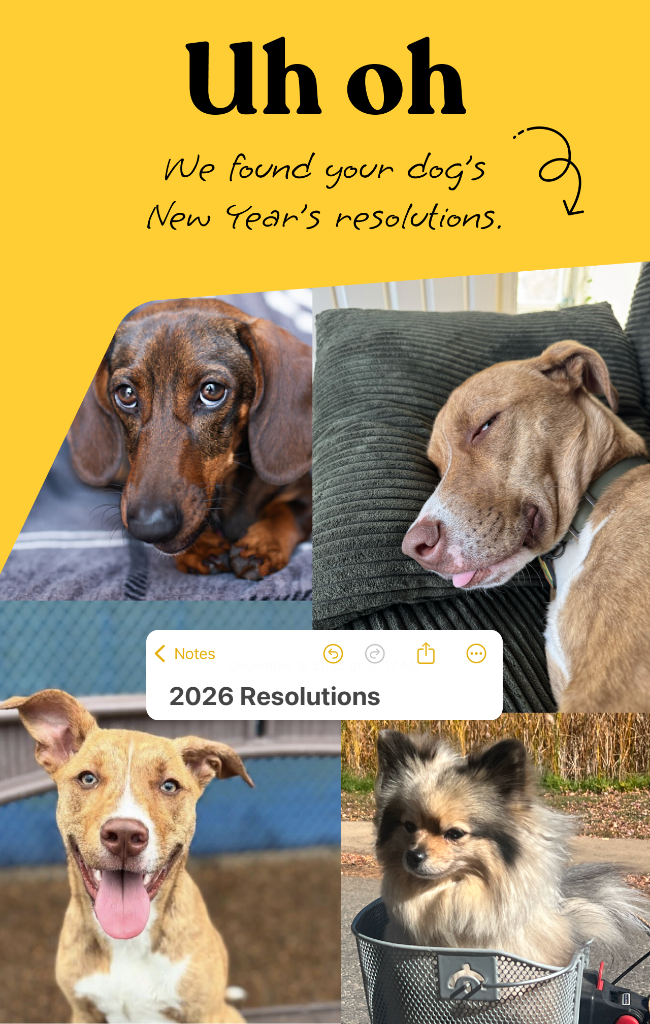 Uh oh, we found your dog's New Year's resolutions.
