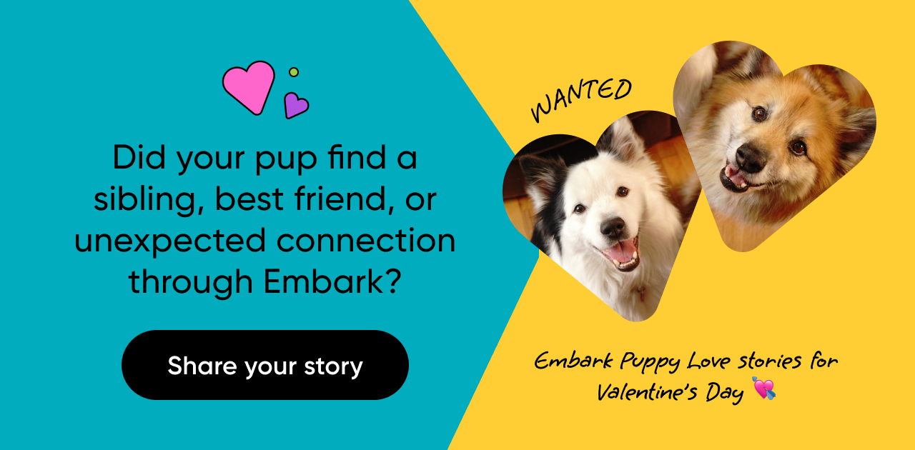 Did your pup find a sibling, best friend, or unexpected connection through Embark? Share your story with us!