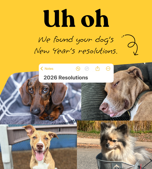 Uh oh, we found your dog's New Year's resolutions.