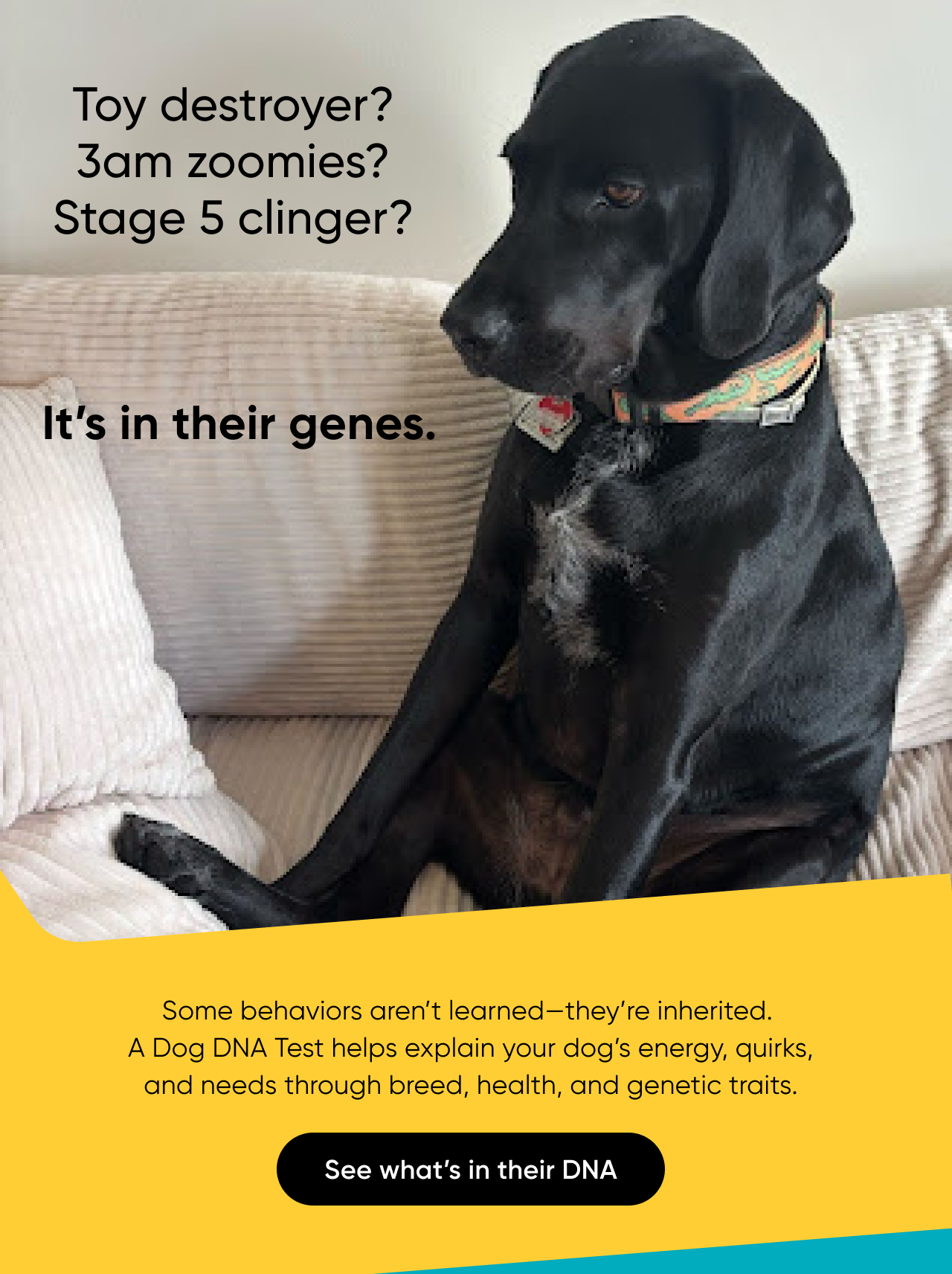 Toy destroyer? 3am zoomies? Stage 5 clinger? It's in their genes. Some behaviors aren't learned—they're inherited. A Dog DNA Test helps explain your dog's energy, quirks, and needs through breed, health, and genetic traits. See what's in their DNA.