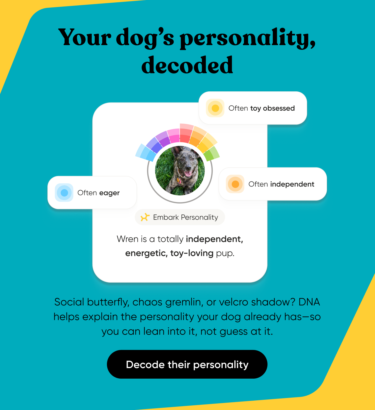 Your dog's personality, decoded. Social butterfly, chaos gremlin, or velcro shadow? DNA helps explain the personality your dog already has—so you can lean into it, not guess at it. Decode their personality.