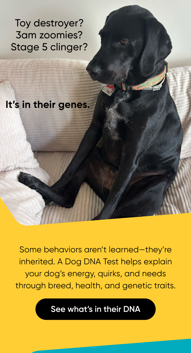 Toy destroyer? 3am zoomies? Stage 5 clinger? It's in their genes. Some behaviors aren't learned—they're inherited. A Dog DNA Test helps explain your dog's energy, quirks, and needs through breed, health, and genetic traits. See what's in their DNA.
