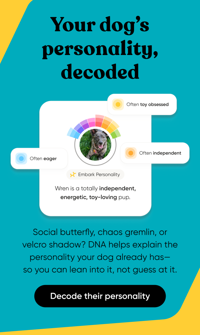 Your dog's personality, decoded. Social butterfly, chaos gremlin, or velcro shadow? DNA helps explain the personality your dog already has—so you can lean into it, not guess at it. Decode their personality.