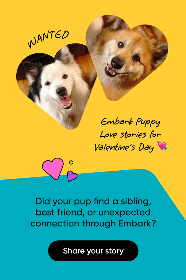 Did your pup find a sibling, best friend, or unexpected connection through Embark? Share your story with us!