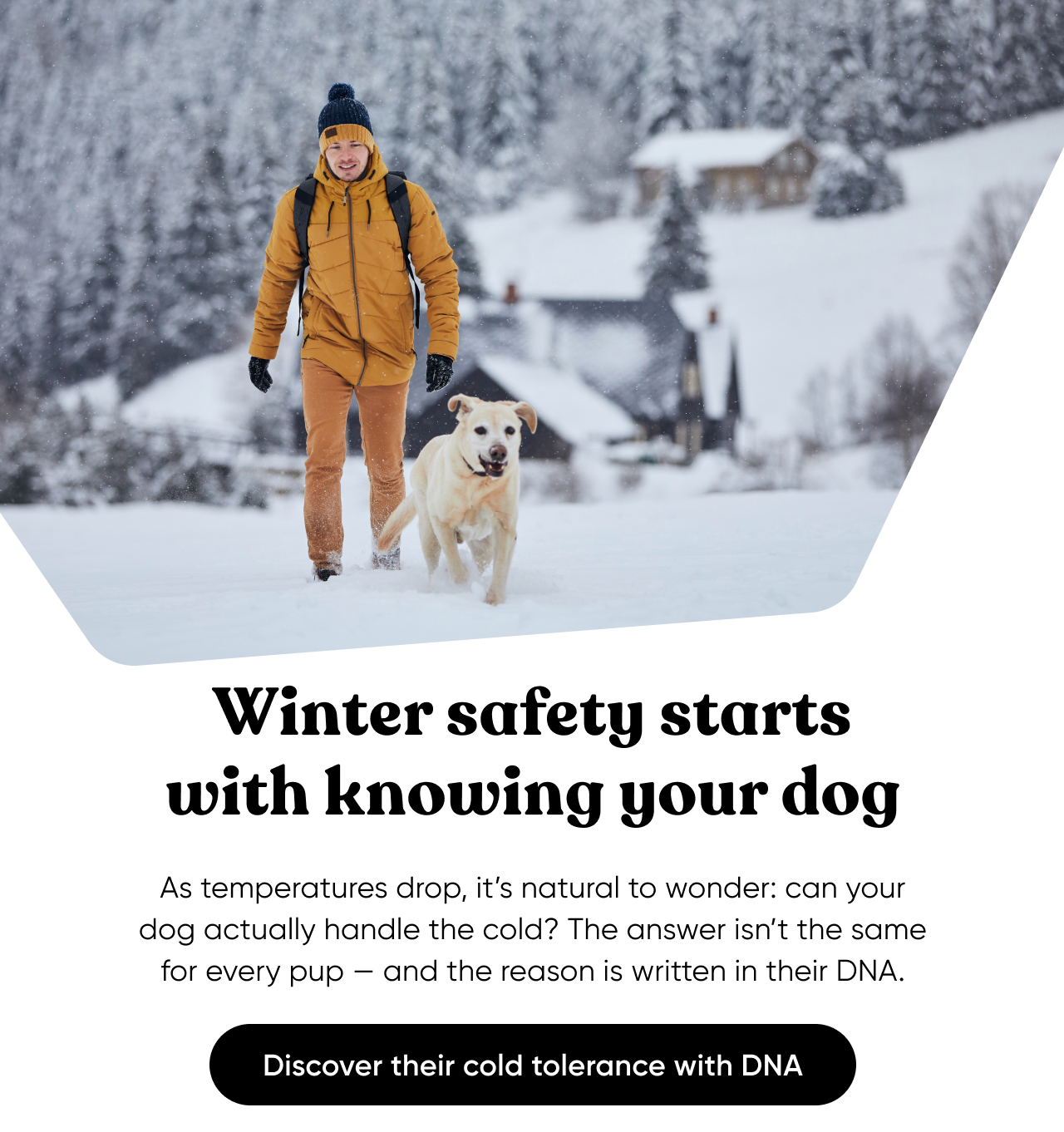 Winter safety starts with knowing your dog. As temperature drop, it's natural to wonder: can your dog actually handle the cold? The answer isn't the same for every pup—and the reason is written in their DNA.