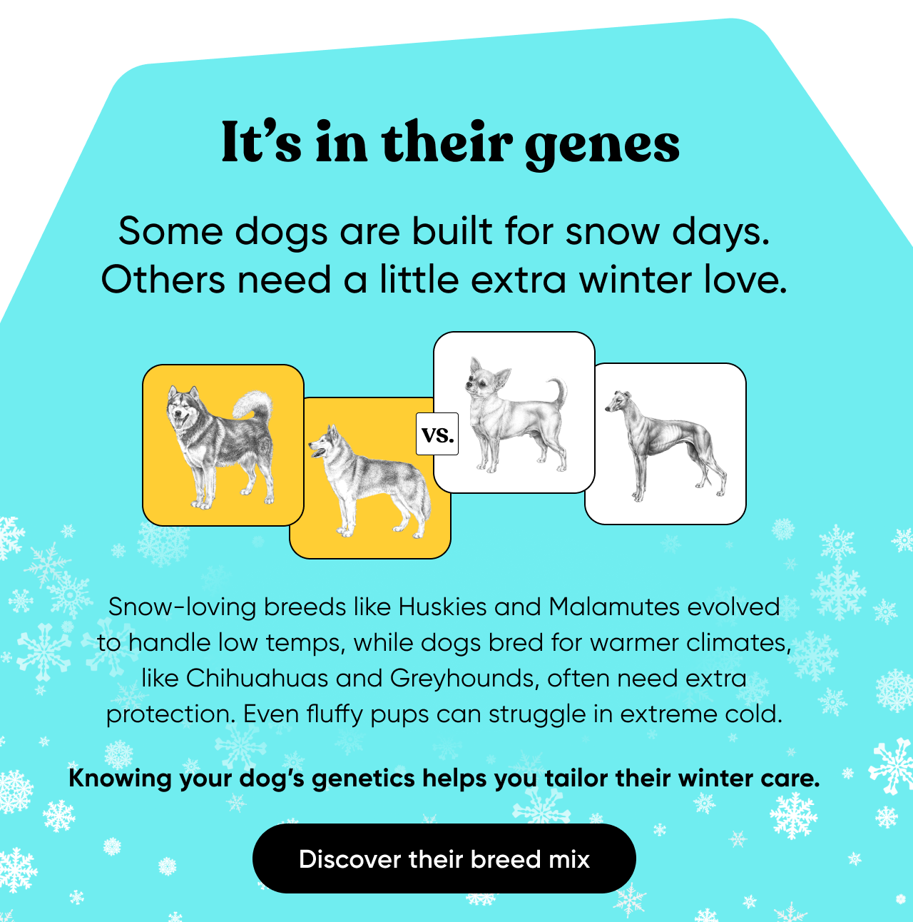 it's in their genes. Some dogs are built for snow days. Others need a little extra winter love. Snow-loving breeds like Huskies and Malamutes evolved to handle low temps, while dogs bred for warmer climates, like Chihuahuas and Greyhounds, often need extra protection. Even fluffy pups can struggle in extreme cold. Knowing your dog's genetics helps you tailor their winter care.
