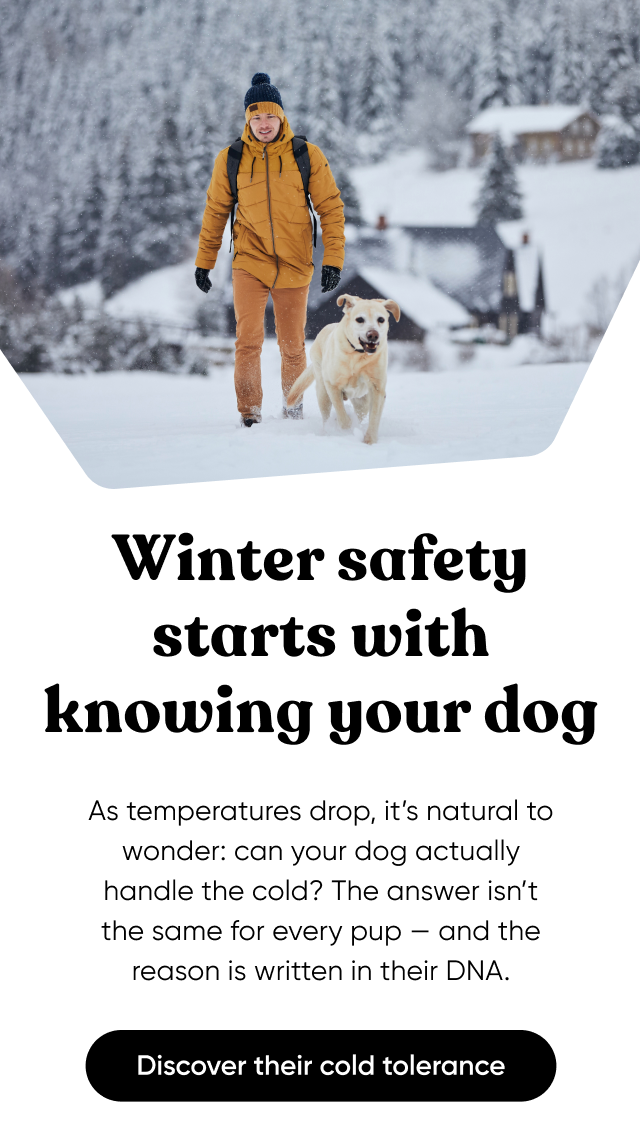 Winter safety starts with knowing your dog. As temperature drop, it's natural to wonder: can your dog actually handle the cold? The answer isn't the same for every pup—and the reason is written in their DNA.