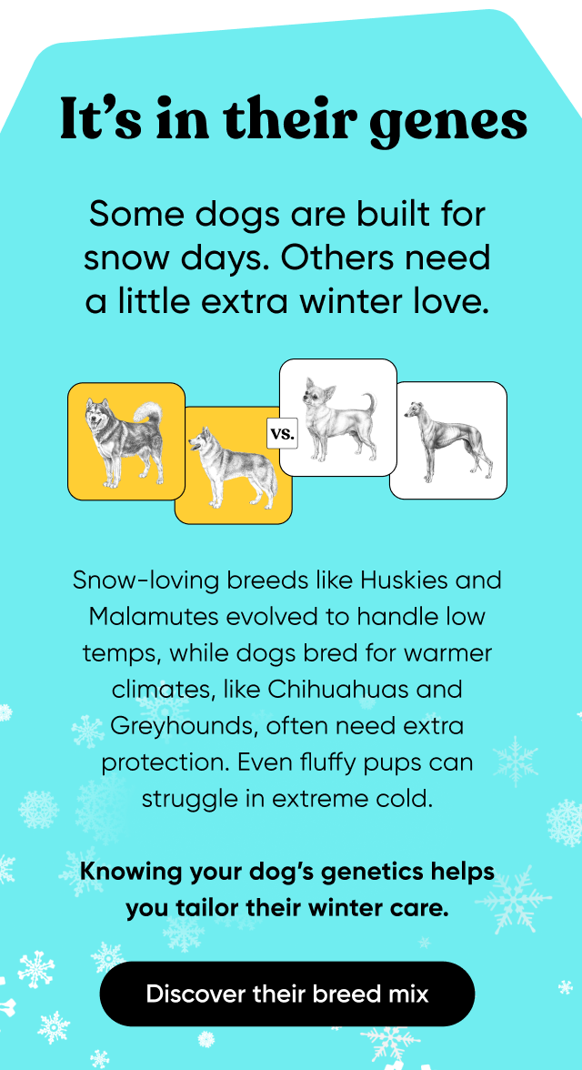 it's in their genes. Some dogs are built for snow days. Others need a little extra winter love. Snow-loving breeds like Huskies and Malamutes evolved to handle low temps, while dogs bred for warmer climates, like Chihuahuas and Greyhounds, often need extra protection. Even fluffy pups can struggle in extreme cold. Knowing your dog's genetics helps you tailor their winter care.