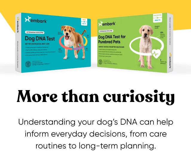 More than curiosity. Understanding your dog's DNA can help inform everyday decisions, from care routines to long-term planning.
