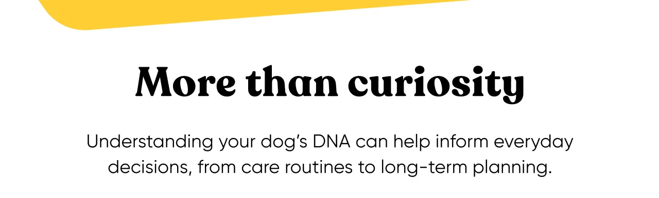 More than curiosity. Understanding your dog's DNA can help inform everyday decisions, from care routines to long-term planning.