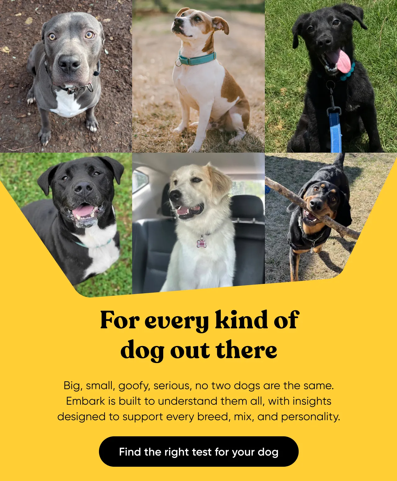 Big, small, goofy, serious. No two dogs are the same. Embark is built to understand them all, with insights designed to support every breed, mix, and personality. Find the right test for your dog.