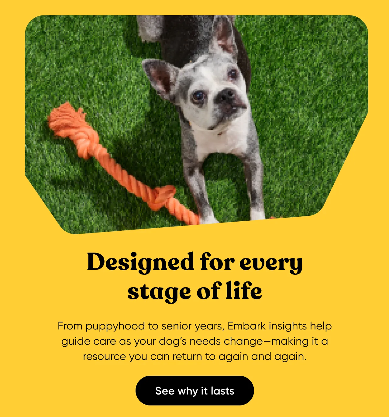 Designed for every stage of life. From puppyhood to senior years, Embark insights help guide care as your dog's needs change—making it a resource you can return to again and again.