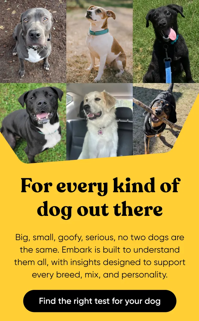 Big, small, goofy, serious. No two dogs are the same. Embark is built to understand them all, with insights designed to support every breed, mix, and personality. Find the right test for your dog.