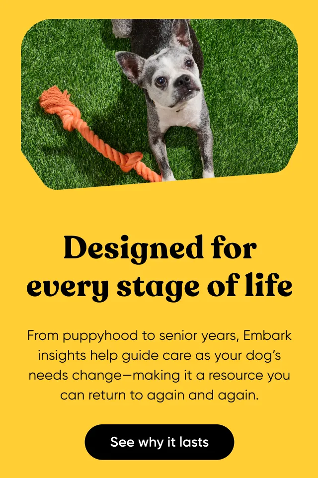 Designed for every stage of life. From puppyhood to senior years, Embark insights help guide care as your dog's needs change—making it a resource you can return to again and again.