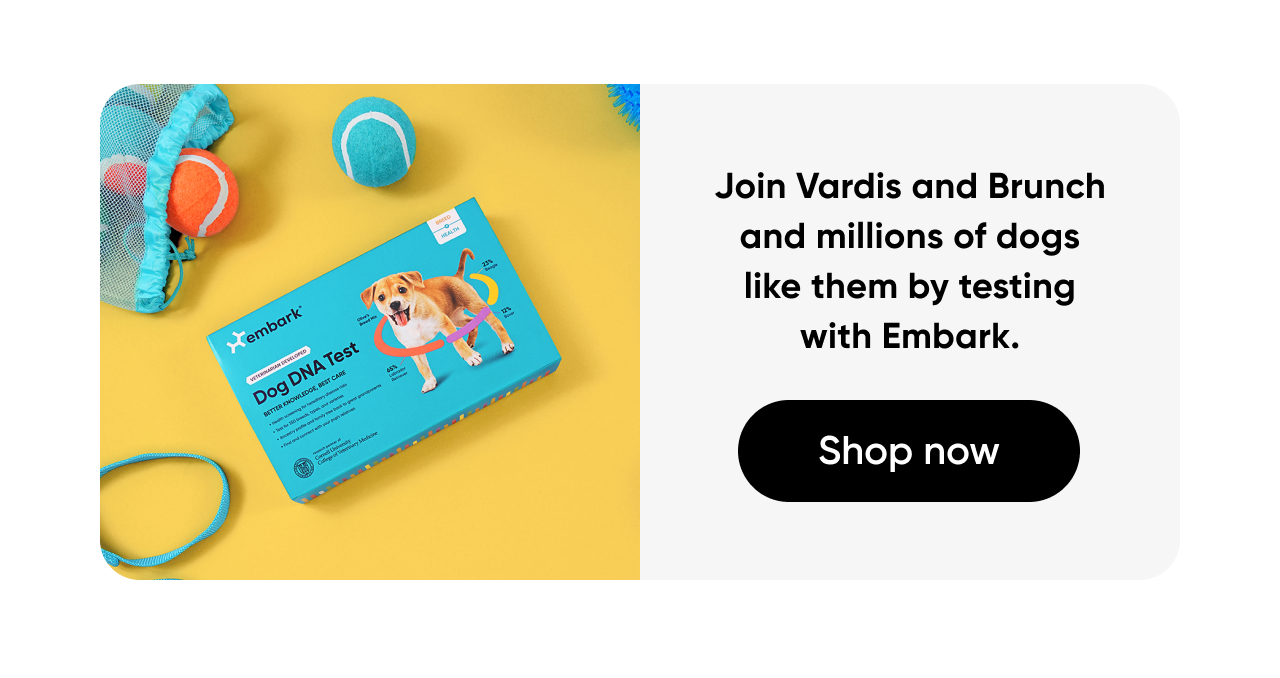 Join Vardis and Brunch and millions of dogs like them by testing with Embark