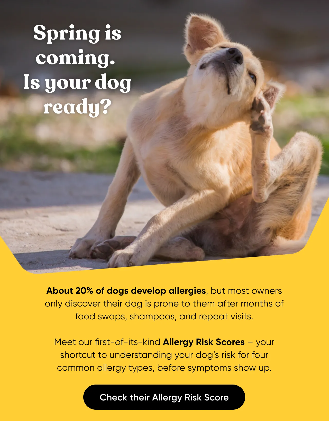About 20% of dogs develop allergies, but most owners only discover their dog is prone to them after months of food swaps, shampoos, and repeat visits. Meet our first-of-its-kind Allergy Risk Scores—your shortcut to understanding your dog's risk for four common allergy types, before symptoms show up. Check their Allergy Risk Score.