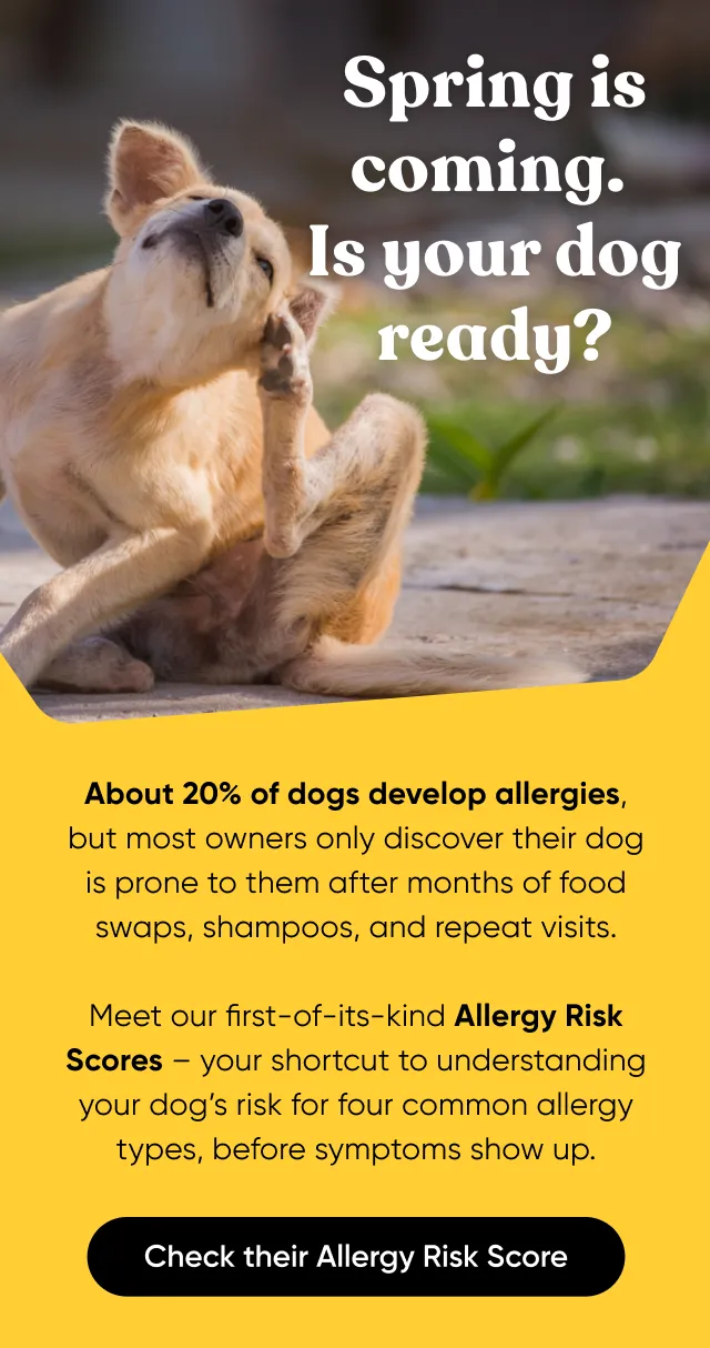 About 20% of dogs develop allergies, but most owners only discover their dog is prone to them after months of food swaps, shampoos, and repeat visits. Meet our first-of-its-kind Allergy Risk Scores—your shortcut to understanding your dog's risk for four common allergy types, before symptoms show up. Check their Allergy Risk Score.
