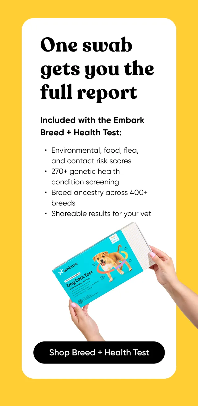 One swab gets you the full report. Included with the Embark Breed + Health Test: environmental, food, flea and contact risk scores, 270+ genetic health condition screening, breed ancestry across 400+ breeds, shareable results for your bet. Shop Breed + Health Test.