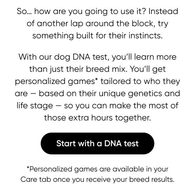 So.. how are you going to use it? Instead of another lap around the block, try something built for their instincts. With our dog DNA tests, you'll learn more than just their breed mix. You'll get personalized games* tailored to who they are—based on their unique genetics and life stage—so you can make the most of those extra hours togethers. *Personalized games are available in your Care tab once you receive your breed results. Start with a DNA test
