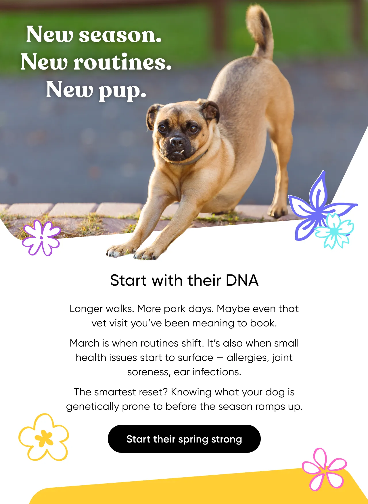 New season. New routines, New pup. Start with their DNA. Longer walks. More park days. Maybe even that vet visit you've been meaning to book. March is when routines shift. it's also when small health issues start to surface—allergies, joint soreness, ear infections. The smartest reset? Knowing what your dog is genetically prone to before the season ramps up. Start their spring strong.