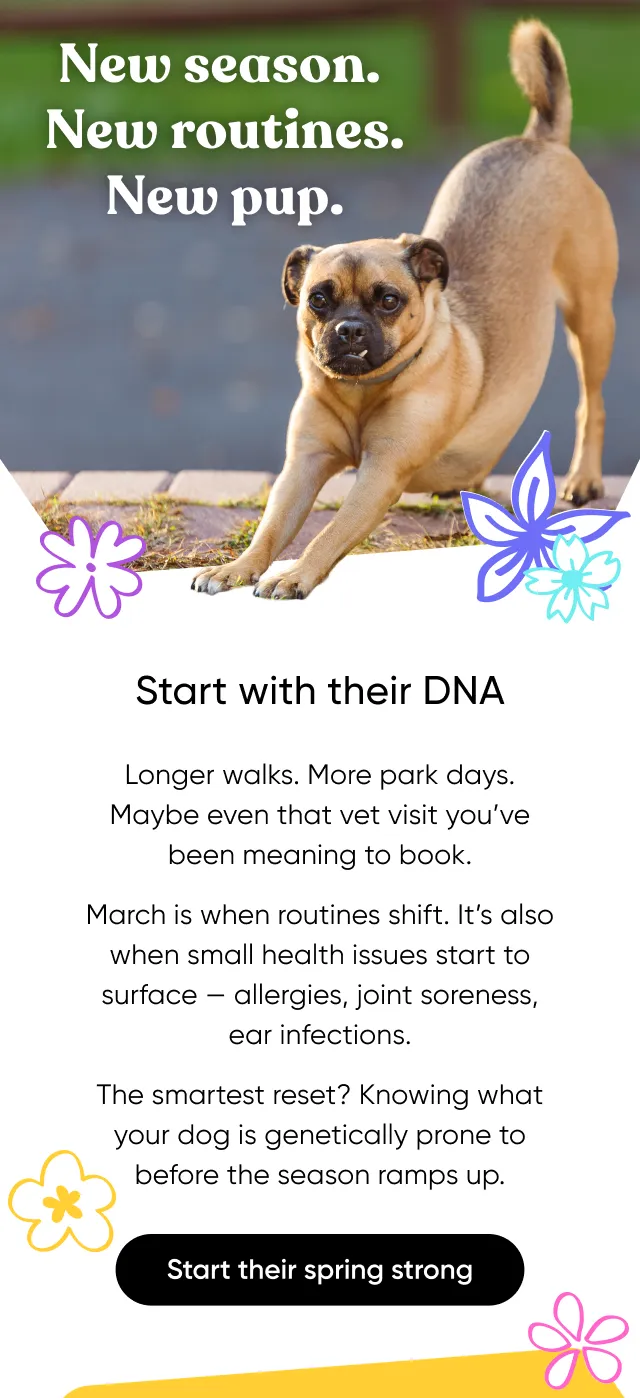 New season. New routines, New pup. Start with their DNA. Longer walks. More park days. Maybe even that vet visit you've been meaning to book. March is when routines shift. it's also when small health issues start to surface—allergies, joint soreness, ear infections. The smartest reset? Knowing what your dog is genetically prone to before the season ramps up. Start their spring strong.