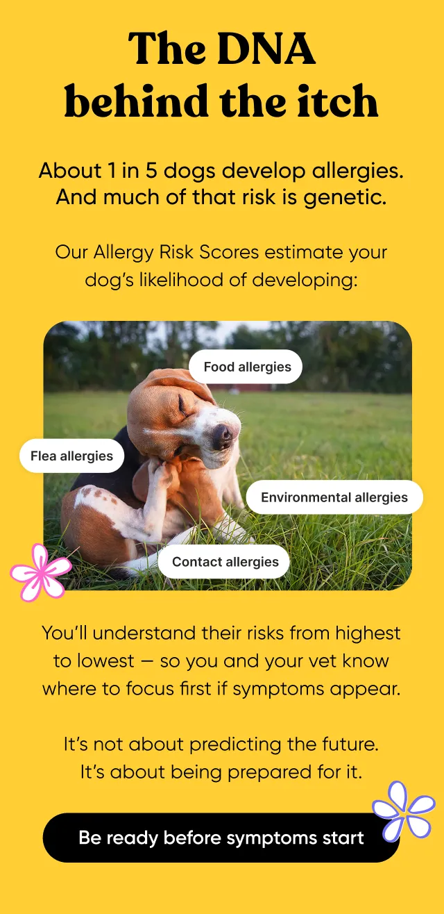 The DNA behind the itch. About 1 in 5 dogs develop allergies. And much of that risk is genetic. Our Allergy Risk Scores estimate your dog's likelihood of developing food, flea, contact and environmental allergies. You'll understand their risks from highest to lowest—so you and your vet know where to focus first if symptoms appear. It's not about predicting the future. It's about being prepared for it. Be ready before symptoms start.