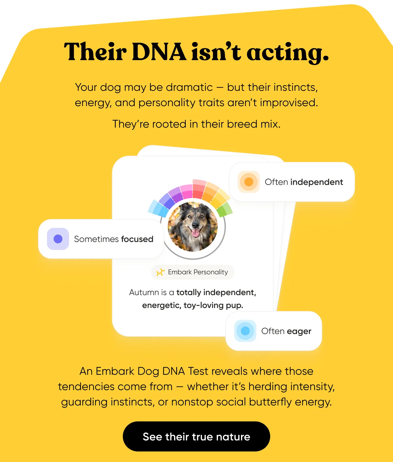Their DNA isn't acting. Your dog may be dramatic, but their instincts, energy, and personality traits aren't improvised. They're rooted in their breed mix. An Embark Dog DNA Test reveals where those tendencies come from—and whether it's herding intensity, guarding instincts, or nonstop social butterfly energy. See their tree nature