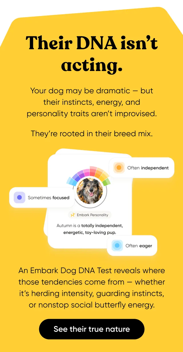Their DNA isn't acting. Your dog may be dramatic, but their instincts, energy, and personality traits aren't improvised. They're rooted in their breed mix. An Embark Dog DNA Test reveals where those tendencies come from—and whether it's herding intensity, guarding instincts, or nonstop social butterfly energy. See their tree nature