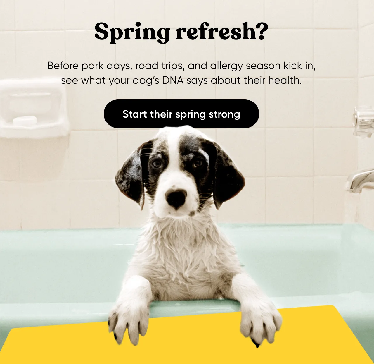 Spring refresh? Before park days, road trips and allergy season kicks in, see what your dog's DNA says about their health. Start their spring strong