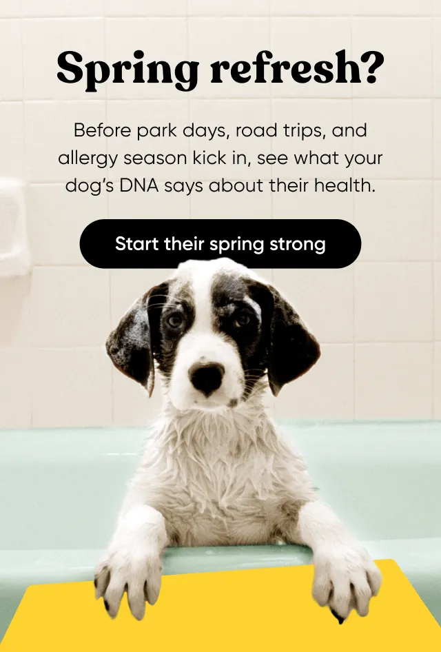 Spring refresh? Before park days, road trips and allergy season kicks in, see what your dog's DNA says about their health. Start their spring strong
