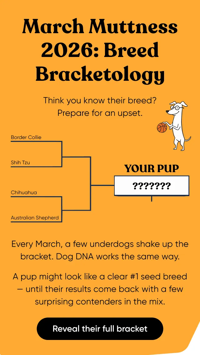 March Muttness 2026: Breed Bracketology. Thank you know their breed? Prepare for the upset. Every March, a few underdogs shake up the bracket. Dog DNA works the same way. A pup might look like a clear #1 seed breed until their results come back with a few surprising contenders in the mix. Reveal their full bracket.