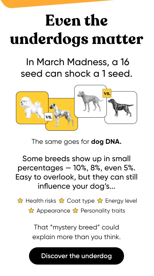 Even the underdogs matter. In March Madness, a 16 seed can shock a 1 seed. The same goes for dog DNA. Some breeds show up in. small percentages. Easy to overlook, but they can still influence your dog's health risks, coat type, energy level, appearance, and personality traits. Discover the underdog.