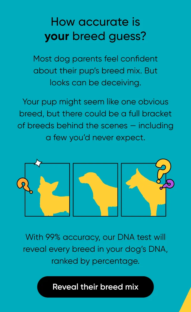 How accurate is your breed guess? Most dog parents feel confident about their pup's breed mix. But looks can be deceiving. Your pup might seem like one obvious breed, but there could be a full bracket of breeds behind the screens. including a few you'd never expect. With 99% accuracy, our DNA test will reveal every breed in your dog's DNA, ranked by percentage. Reveal their breed mix.