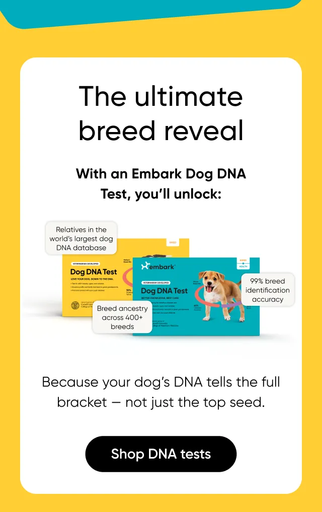 The ultimate breed reveal. With an Embark Dog DNA Test, you'll unlock relatives in the world's largest dog DNA database, 99% breed identification accuracy, breed ancestry across 400+ breeds. Because your dog's DNA tells the full bracket, not just the top seed/ Shop DNA tests.