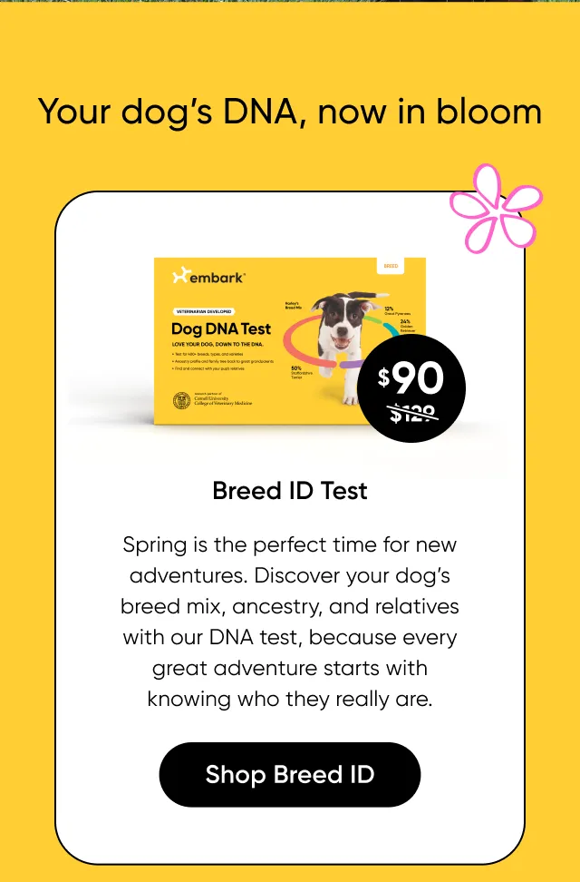 Breed ID Test: spring is the perfect time for new adventures. Discover your dog's breed mix, ancestry, and relatives with our DNA test, because every great adventure starts with knowing who they really are.
