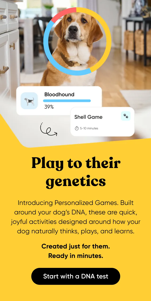 Play to their genetics. Introducing Personalized Games. Built around your dog's DNA< these are quick, joyful activities designed around how your dog naturally thinks, plays, and learns. Create just for them. Ready in minutes. Start with a DNA test.