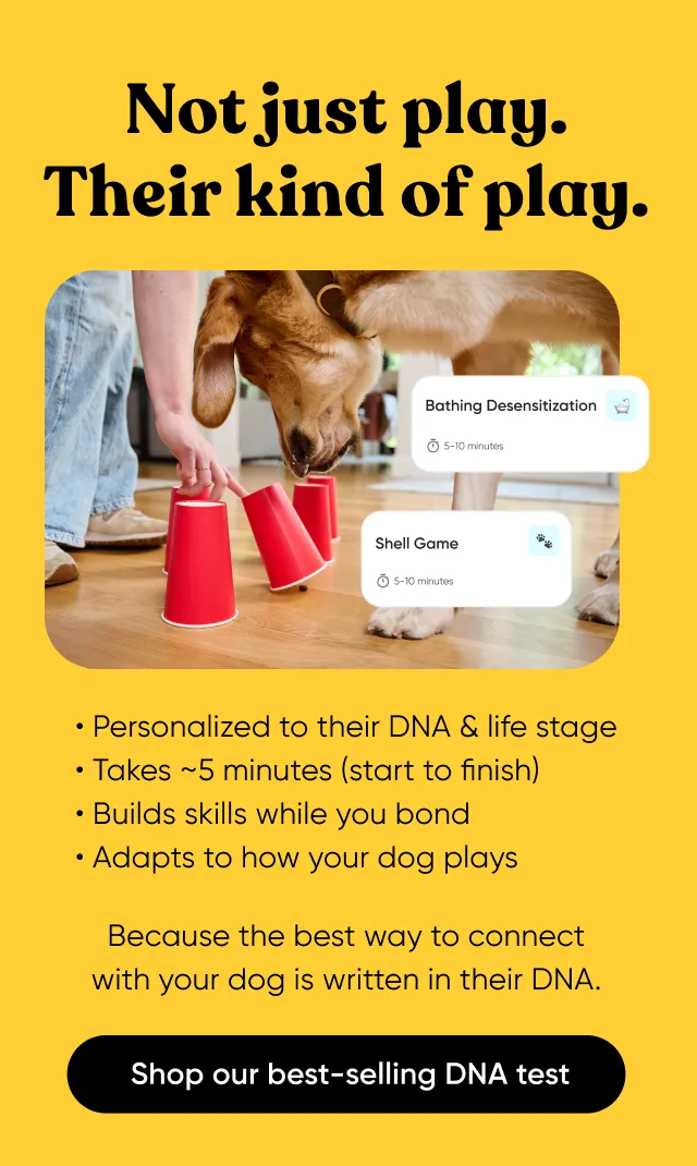 Not just play. Their kind of play. Personalized to their DNA & life stage. Takes ~5 minutes. Builds skills while you bond. Adapts to how your dog plays. Because the best wau to connect with your dog is written in their DNA.