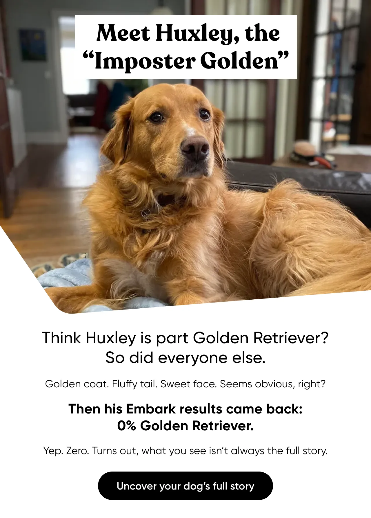 Meet Huxley, the Imposter Golden. Think Huxley is part Golden Retriever? So did everyone else. Golden coat. Fluffy tail. Sweet face. Seems obvious, right? Then his Embark results came back: 0% Golden Retriever. Yep. Zero. Turns out, what you see isn't always the full story. Uncover your dog's full story.