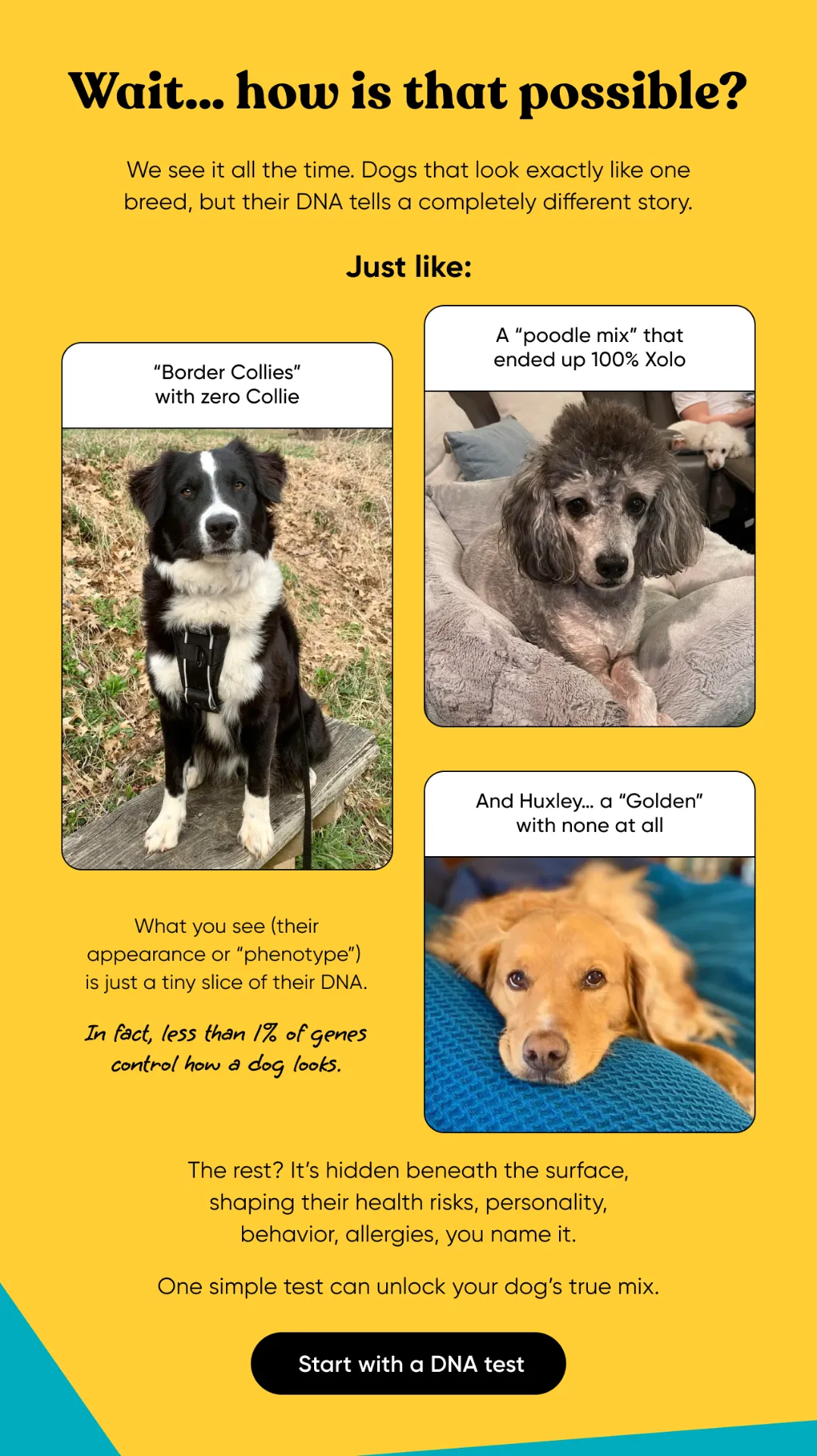 Wait.. how is that possible? We see it all the time. Dogs that look exactly like one breed, but their DNA tells a completely different story. Just like: Border Collies with zero Collie, a poodle mix that ended up 100% Xoloitzcuintle, and Huxley... a Golden with none at all. What you see (their appearance or phenotype) is just a tiny slice of their DNA. In fact, less than 1% of genes control how a dog looks. The rest? It's hidden beneath the surface, shaping their health risks, personality, behavior, allergies, you name it. One simple test can unlock your dog's true mix. 
