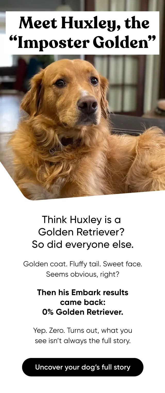 Meet Huxley, the Imposter Golden. Think Huxley is part Golden Retriever? So did everyone else. Golden coat. Fluffy tail. Sweet face. Seems obvious, right? Then his Embark results came back: 0% Golden Retriever. Yep. Zero. Turns out, what you see isn't always the full story. Uncover your dog's full story.