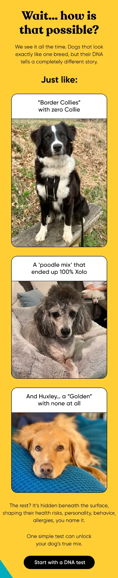 Wait.. how is that possible? We see it all the time. Dogs that look exactly like one breed, but their DNA tells a completely different story. Just like: Border Collies with zero Collie, a poodle mix that ended up 100% Xoloitzcuintle, and Huxley... a Golden with none at all. What you see (their appearance or phenotype) is just a tiny slice of their DNA. In fact, less than 1% of genes control how a dog looks. The rest? It's hidden beneath the surface, shaping their health risks, personality, behavior, allergies, you name it. One simple test can unlock your dog's true mix. 