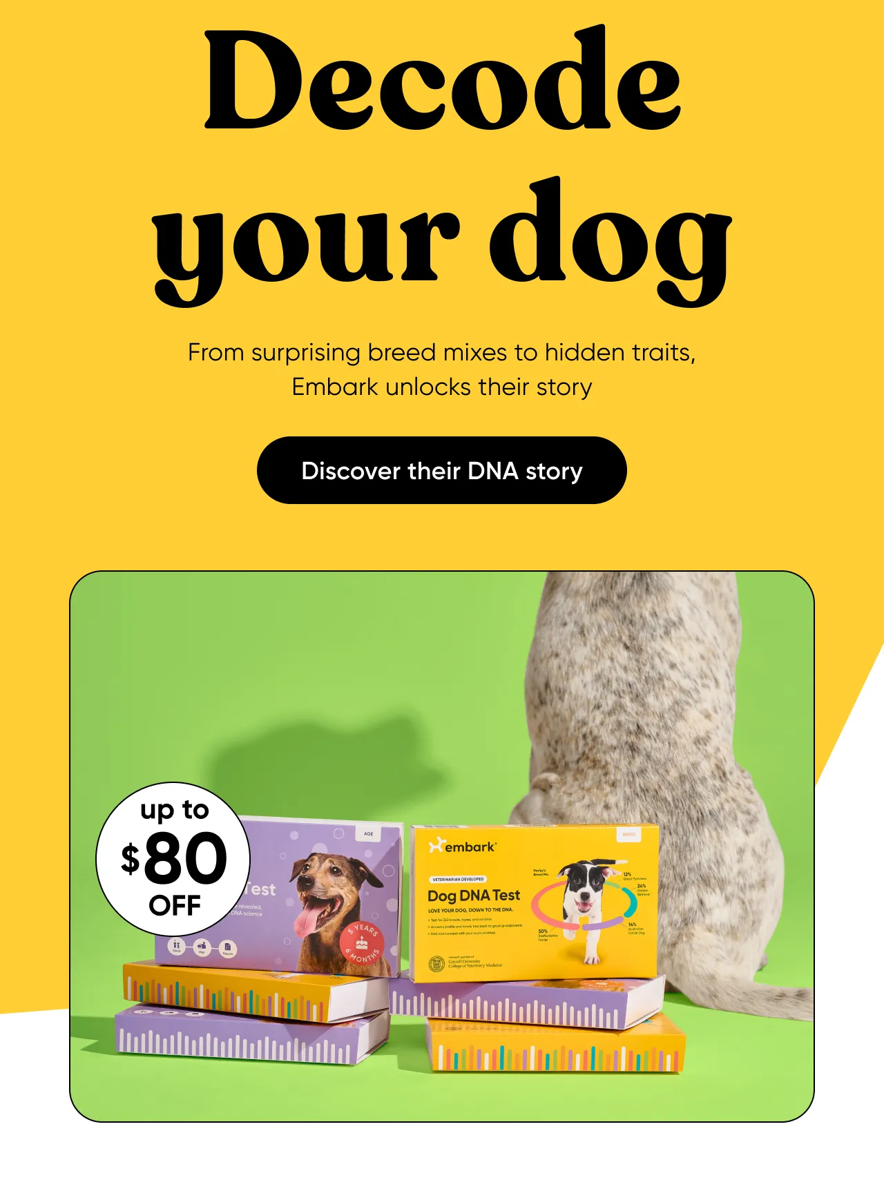Decode your dog. From surprising breed mixes to hidden traits, Embark unlocks their story. Discover their DNA story.