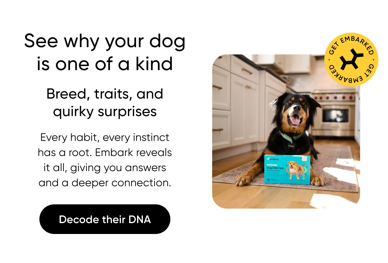 See why your dog is one of a kind. Breed, traits, and quirky surprises. Every habit, every instinct has a root. Embark reveals it all, giving you answers and a deeper connection. Decode their DNA.