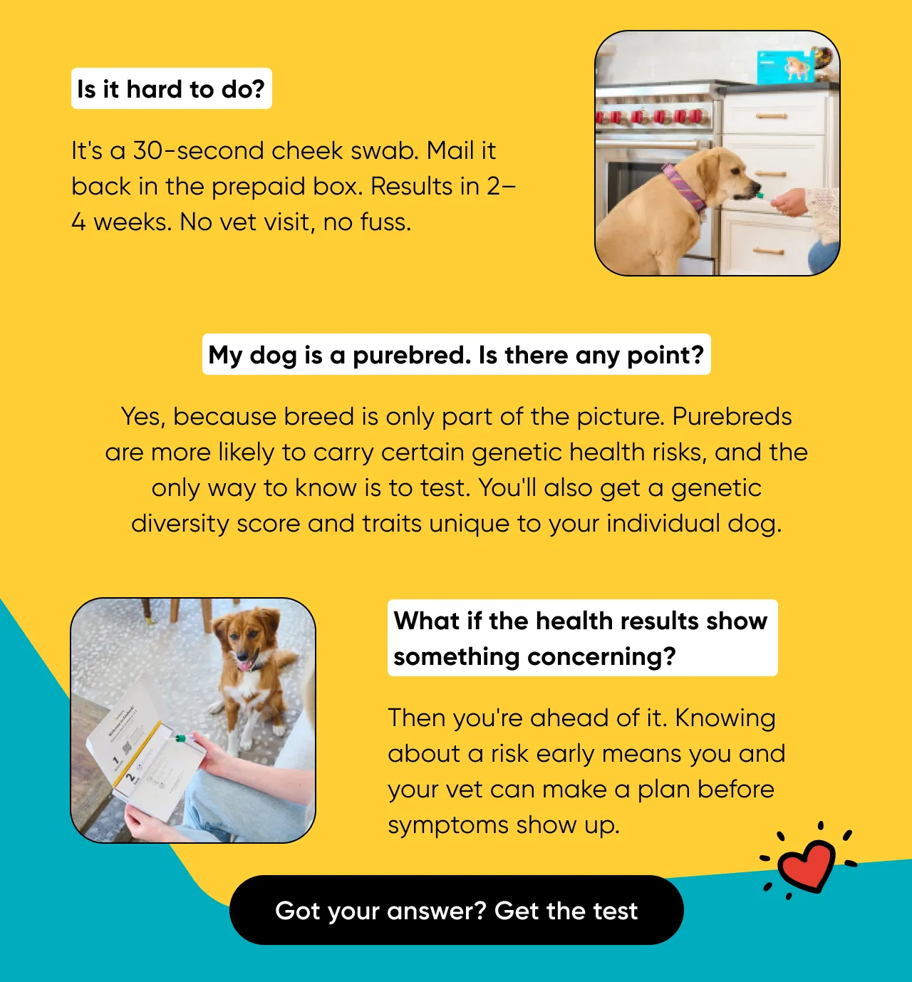 Is it hard to do? It's a 30-second cheek swab. Mail it back in the prepaid box. Results come in 2 to 4 weeks. No vet visit, no fuss. My dog is a purebred. Is there any point? Yes, because breed is only part of the picture. Purebreds are more likely to carry genetic health risks, and the only way to know is to test. You'll also get a genetic diversity score and traits unique to your dog. What if the health results show something concerning? Then you're ahead of it. Knowing about a risk early means you and your vet can make a plan before symptoms show up. Got your answer? Get the test.