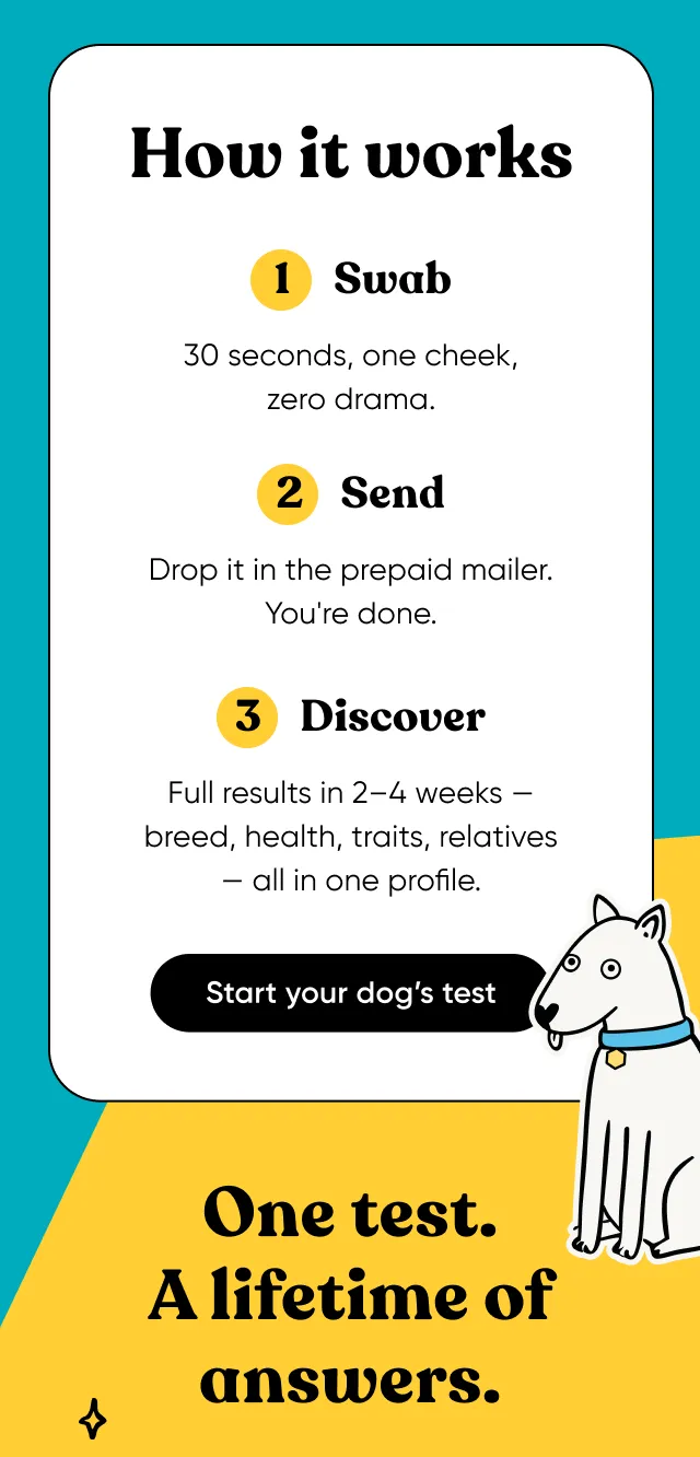 How it works: swab your dog's cheek, put it in the mail and wait 2 to 4 weeks for full results. Start your dog's test.