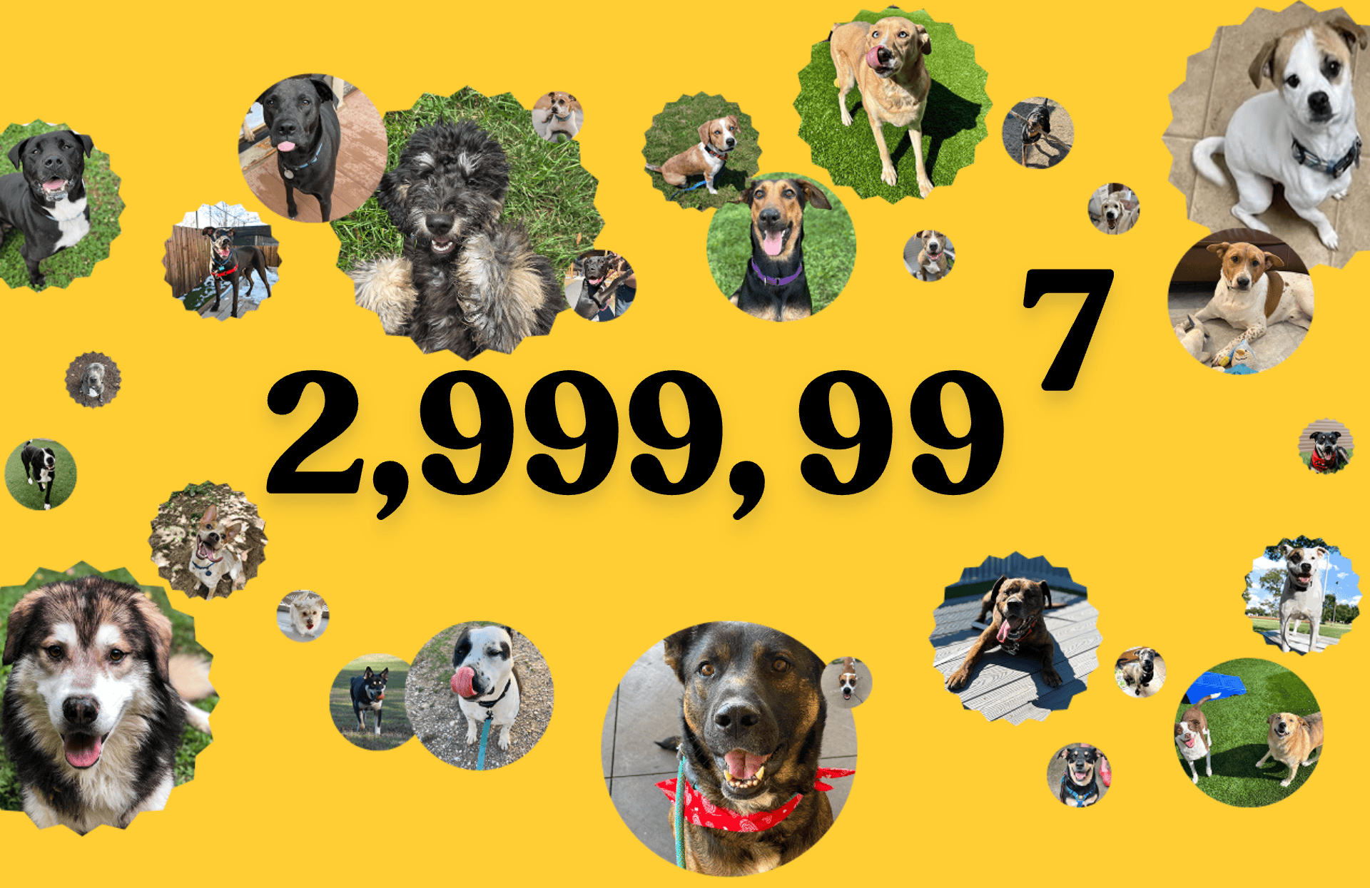3 million dogs tested with Embark!