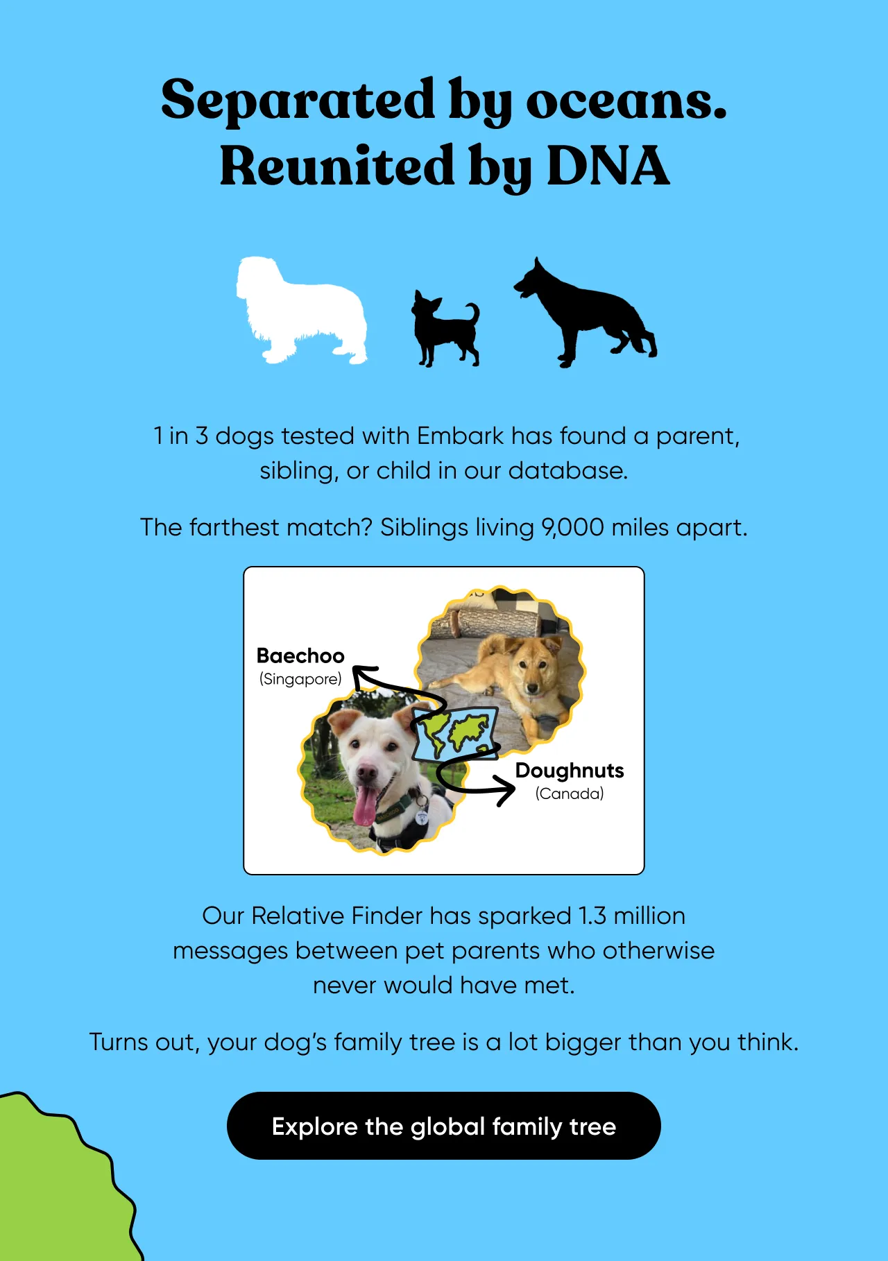Separated by oceans. Reunited by DNA. 1 in 3 dogs teste with Embark has found a parent, sibling, or child in our database. The farthest match? Siblings living 9,000 miles apart. Our Relative Finder has sparked 1.3 million messages between pet parents who otherwise never would have met. Turns out, your dog's family tree is a lot bigger than you think. Explore the global family tree.